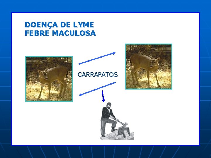 DOENÇA DE LYME FEBRE MACULOSA CARRAPATOS DOENÇA DE LYME FEBRE MACULOSA CARRAPATOS