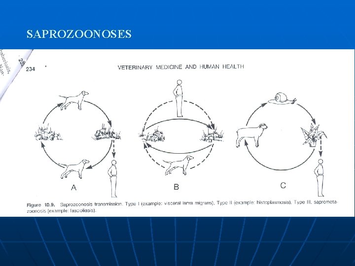 SAPROZOONOSES SAPROZOONOSES