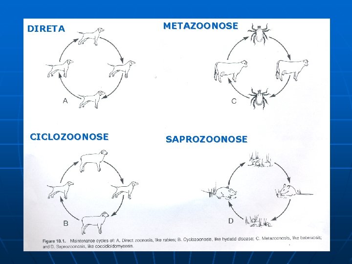 DIRETA CICLOZOONOSE METAZOONOSE SAPROZOONOSE DIRETA CICLOZOONOSE METAZOONOSE SAPROZOONOSE