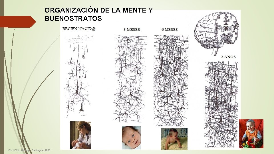 ORGANIZACIÓN DE LA MENTE Y BUENOSTRATOS IFIV / EXIL Barudy - Dantagnan 2016 ORGANIZACIÓN DE LA MENTE Y BUENOSTRATOS IFIV / EXIL Barudy - Dantagnan 2016