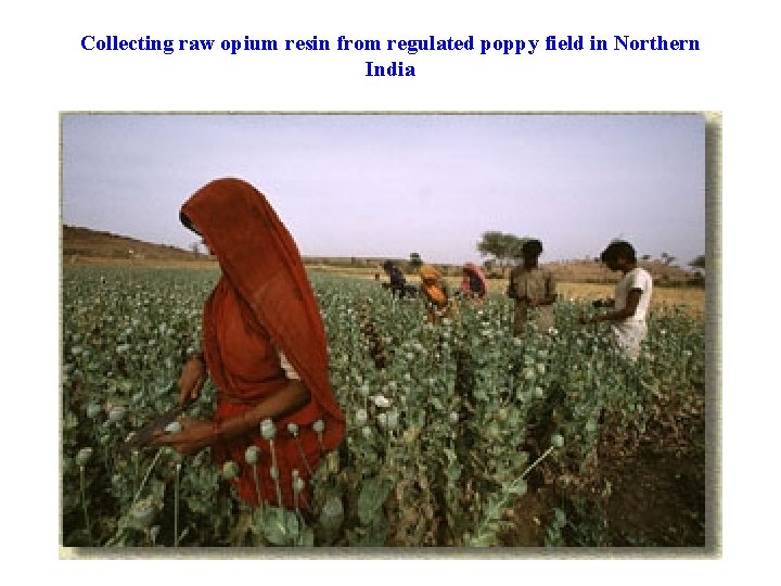 Collecting raw opium resin from regulated poppy field in Northern India 