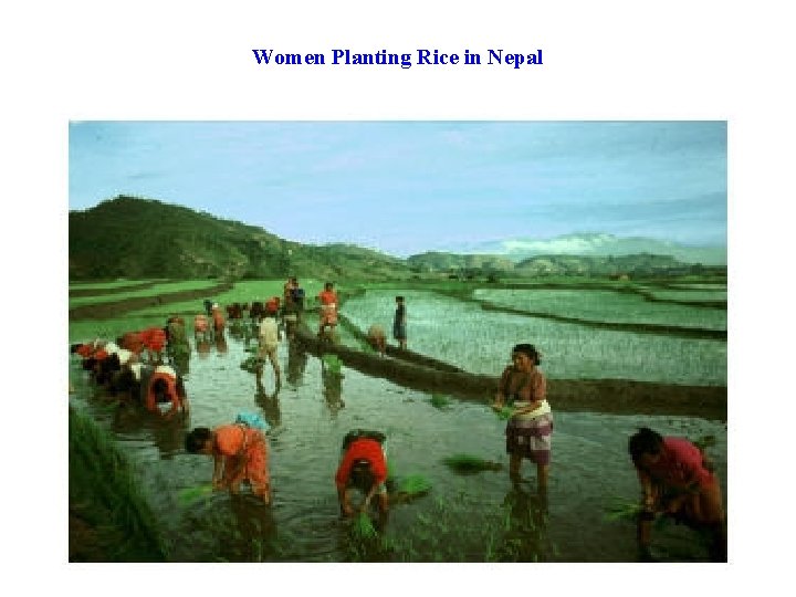 Women Planting Rice in Nepal 