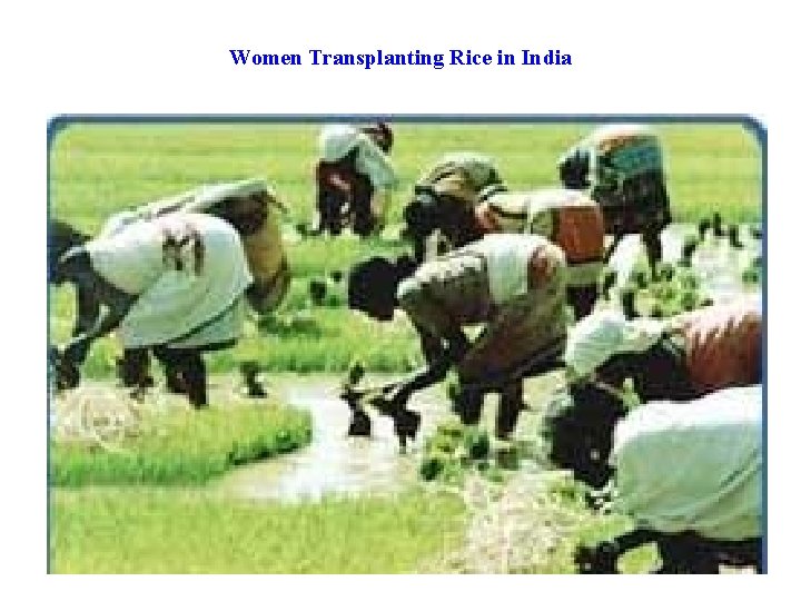 Women Transplanting Rice in India 
