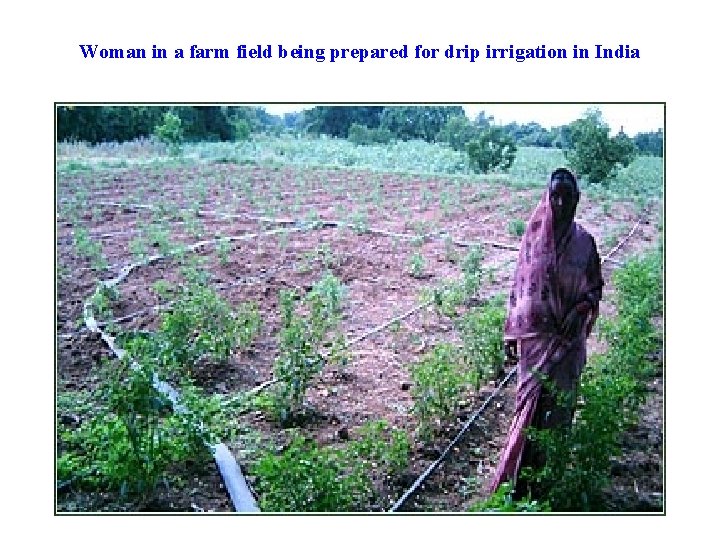 Woman in a farm field being prepared for drip irrigation in India 