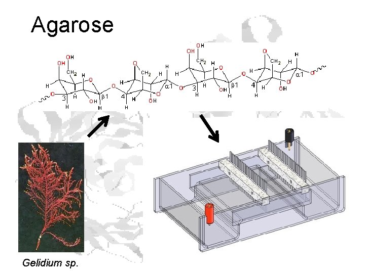 Agarose Gelidium sp. Agarose Gelidium sp.