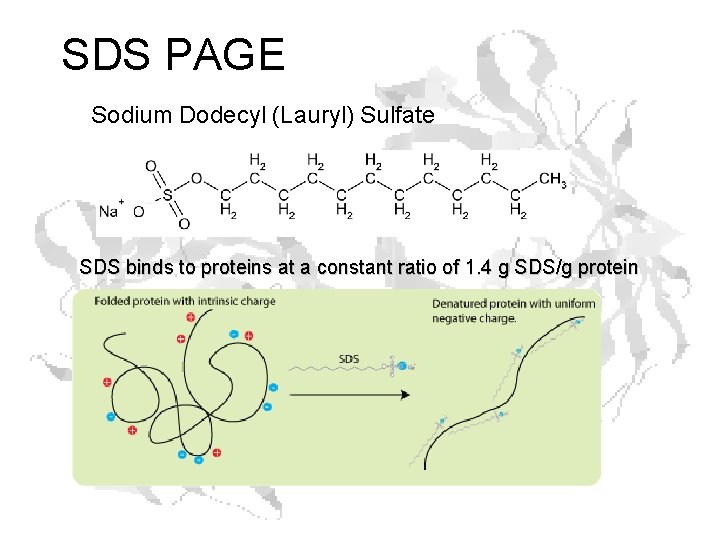 SDS PAGE Sodium Dodecyl (Lauryl) Sulfate SDS binds to proteins at a constant ratio SDS PAGE Sodium Dodecyl (Lauryl) Sulfate SDS binds to proteins at a constant ratio
