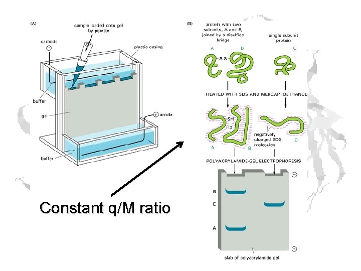 Constant q/M ratio Constant q/M ratio