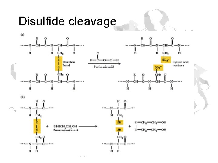 Disulfide cleavage Disulfide cleavage