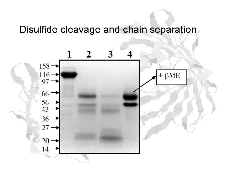 Disulfide cleavage and chain separation + b. ME Disulfide cleavage and chain separation + b. ME