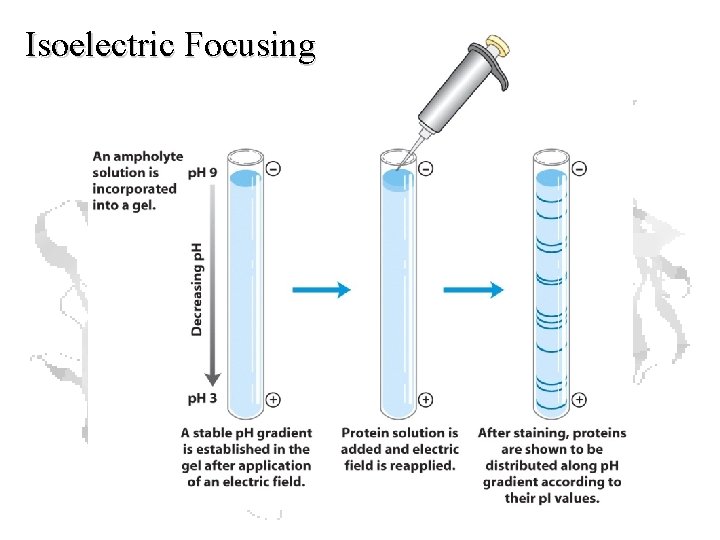 Isoelectric Focusing Isoelectric Focusing