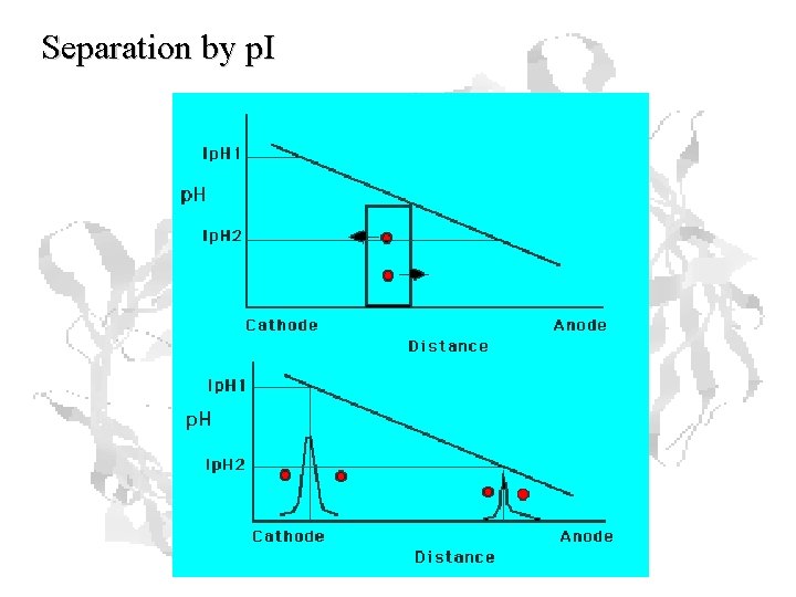 Separation by p. I Separation by p. I