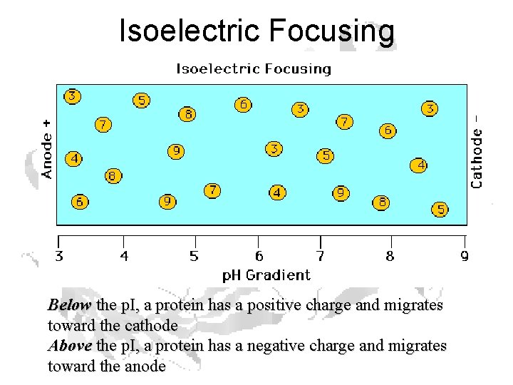 Isoelectric Focusing Below the p. I, a protein has a positive charge and migrates Isoelectric Focusing Below the p. I, a protein has a positive charge and migrates