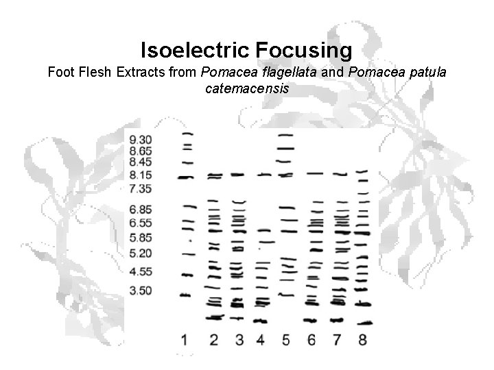 Isoelectric Focusing Foot Flesh Extracts from Pomacea flagellata and Pomacea patula catemacensis Isoelectric Focusing Foot Flesh Extracts from Pomacea flagellata and Pomacea patula catemacensis