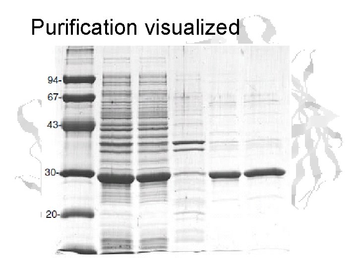 Purification visualized Purification visualized