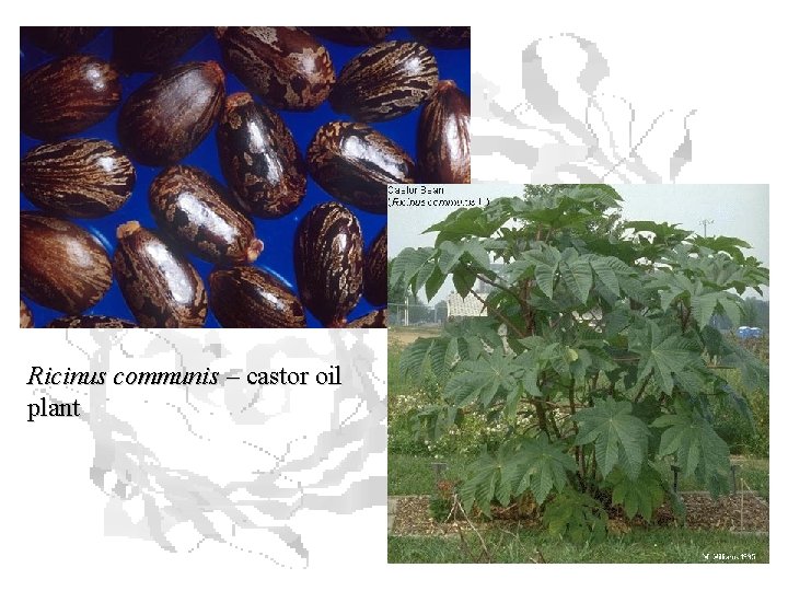 Ricinus communis – castor oil plant Ricinus communis – castor oil plant