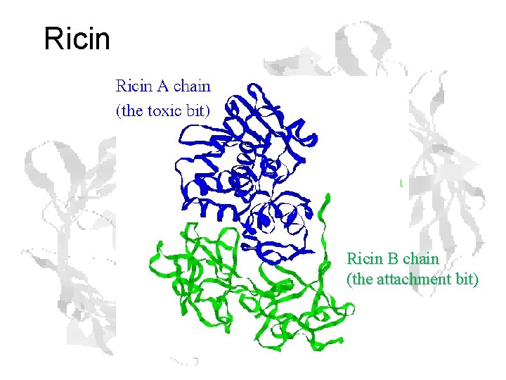 Ricin B chain (the attachment bit) Ricin B chain (the attachment bit)