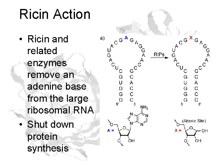 Ricin Action • Ricin and related enzymes remove an adenine base from the large Ricin Action • Ricin and related enzymes remove an adenine base from the large