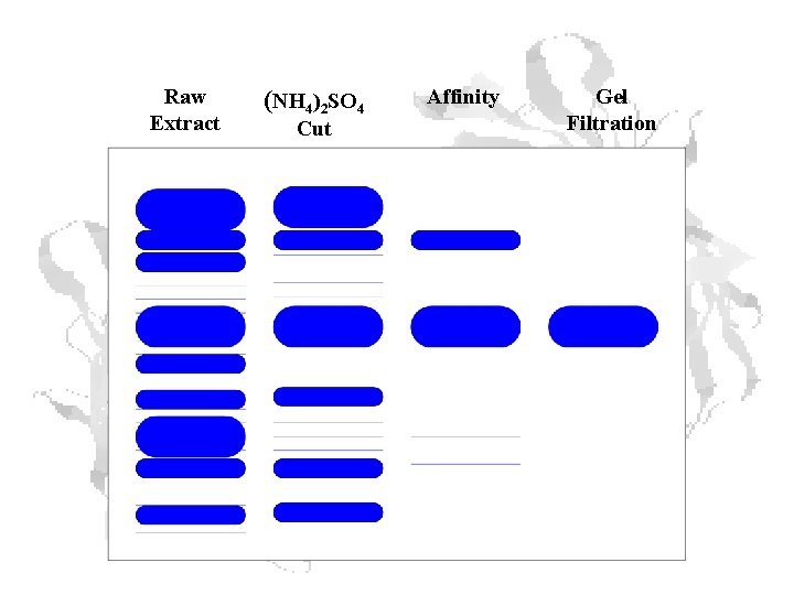 Raw Extract (NH 4)2 SO 4 Cut Affinity Gel Filtration Raw Extract (NH 4)2 SO 4 Cut Affinity Gel Filtration