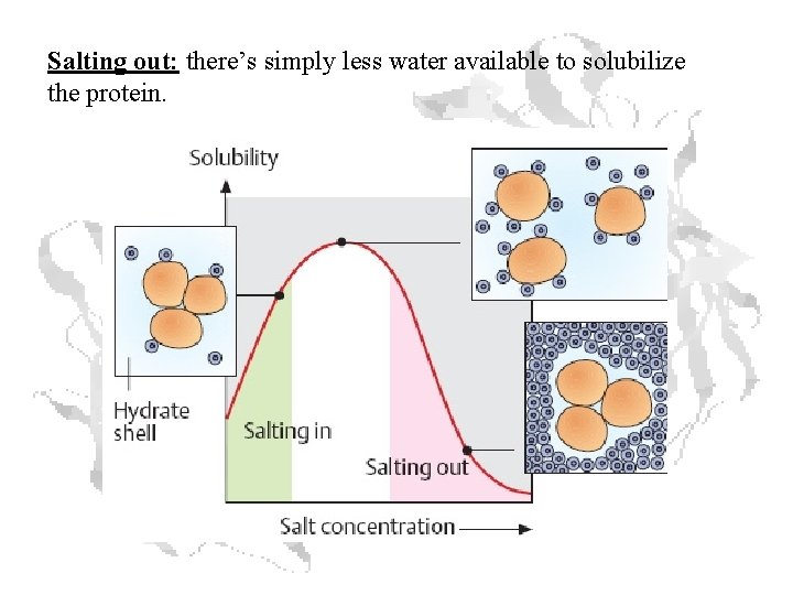 Salting out: there’s simply less water available to solubilize the protein. Salting out: there’s simply less water available to solubilize the protein.