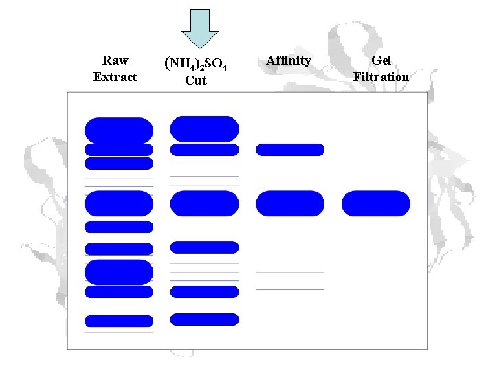 Raw Extract (NH 4)2 SO 4 Cut Affinity Gel Filtration Raw Extract (NH 4)2 SO 4 Cut Affinity Gel Filtration
