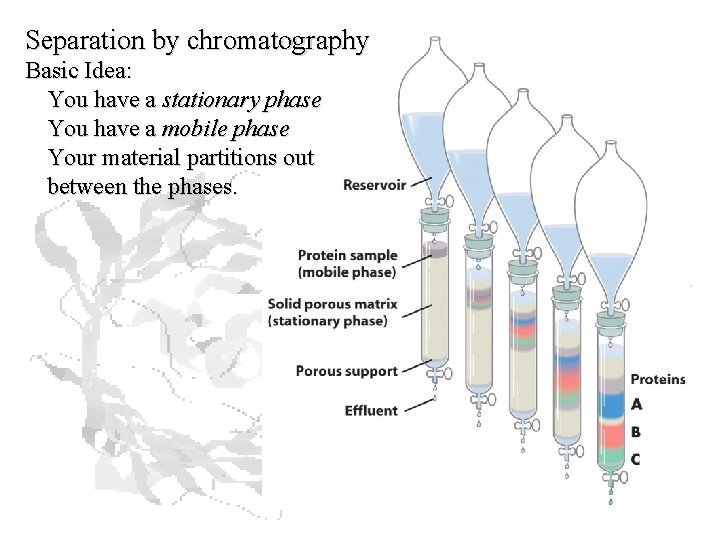 Separation by chromatography Basic Idea: You have a stationary phase You have a mobile Separation by chromatography Basic Idea: You have a stationary phase You have a mobile