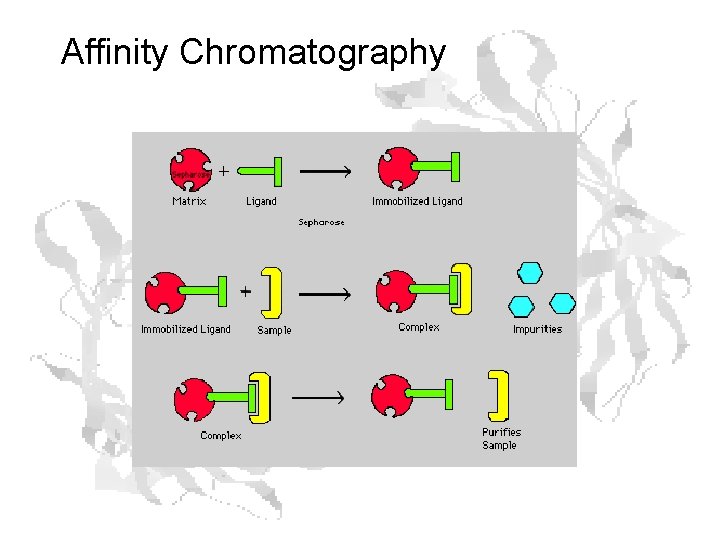 Affinity Chromatography Affinity Chromatography