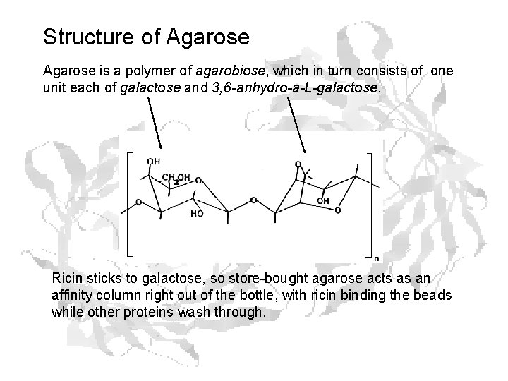 Structure of Agarose is a polymer of agarobiose, which in turn consists of one Structure of Agarose is a polymer of agarobiose, which in turn consists of one