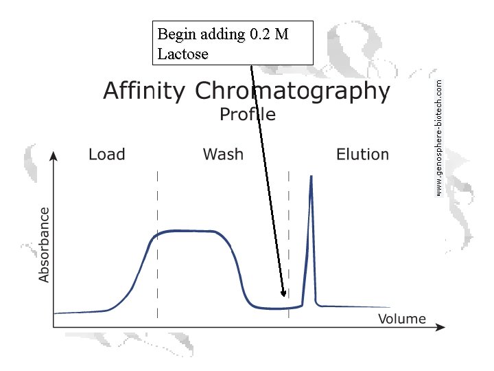 Begin adding 0. 2 M Lactose Begin adding 0. 2 M Lactose
