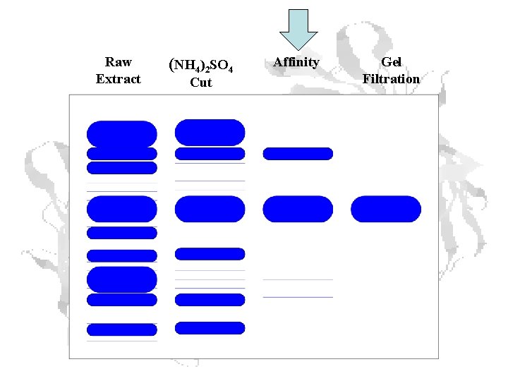 Raw Extract (NH 4)2 SO 4 Cut Affinity Gel Filtration Raw Extract (NH 4)2 SO 4 Cut Affinity Gel Filtration