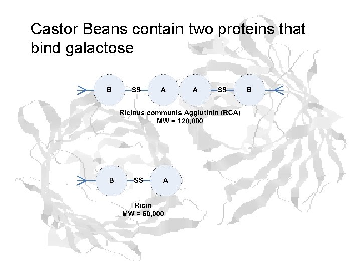 Castor Beans contain two proteins that bind galactose Castor Beans contain two proteins that bind galactose