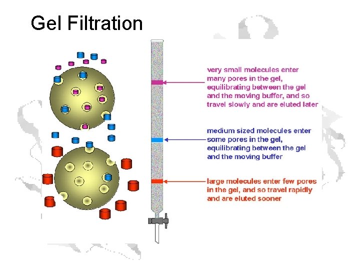 Gel Filtration Gel Filtration