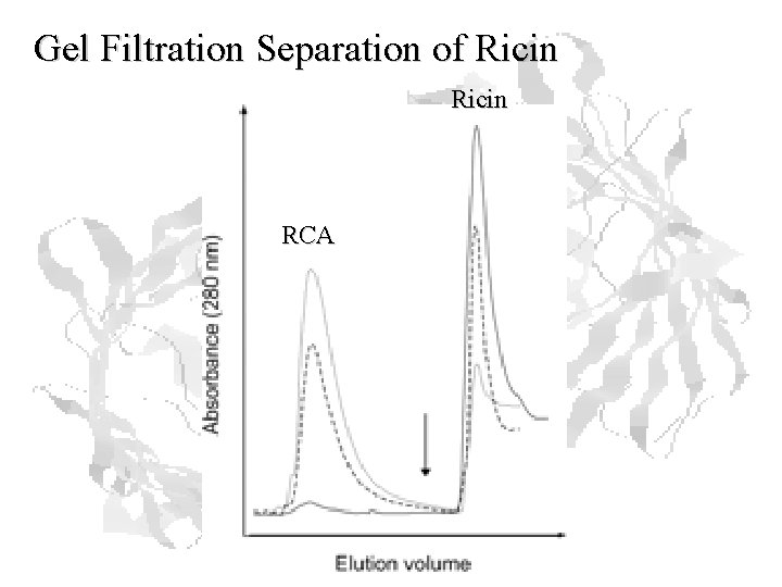 Gel Filtration Separation of Ricin RCA Gel Filtration Separation of Ricin RCA