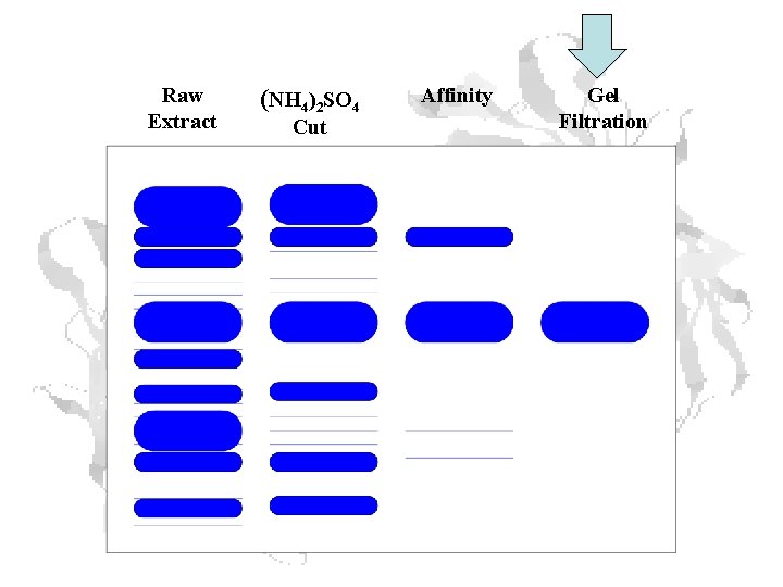 Raw Extract (NH 4)2 SO 4 Cut Affinity Gel Filtration Raw Extract (NH 4)2 SO 4 Cut Affinity Gel Filtration