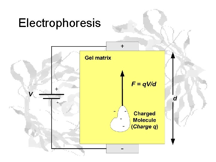 Electrophoresis Electrophoresis