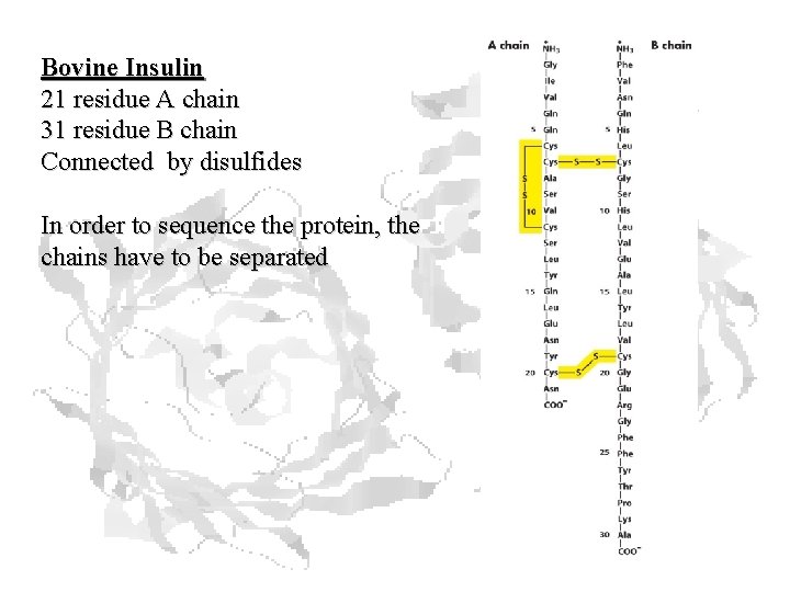 Bovine Insulin 21 residue A chain 31 residue B chain Connected by disulfides In Bovine Insulin 21 residue A chain 31 residue B chain Connected by disulfides In