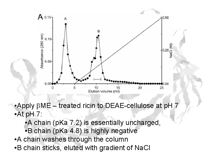 • Apply b. ME – treated ricin to DEAE-cellulose at p. H 7 • Apply b. ME – treated ricin to DEAE-cellulose at p. H 7