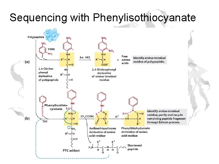 Sequencing with Phenylisothiocyanate Sequencing with Phenylisothiocyanate