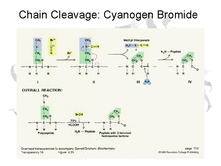 Chain Cleavage: Cyanogen Bromide Chain Cleavage: Cyanogen Bromide