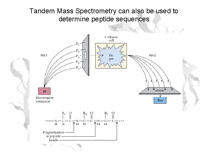 Tandem Mass Spectrometry can also be used to determine peptide sequences Tandem Mass Spectrometry can also be used to determine peptide sequences