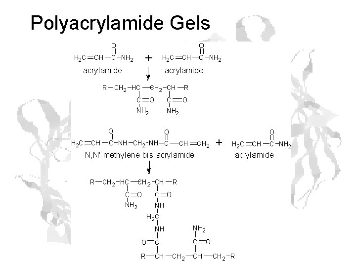 Polyacrylamide Gels Polyacrylamide Gels