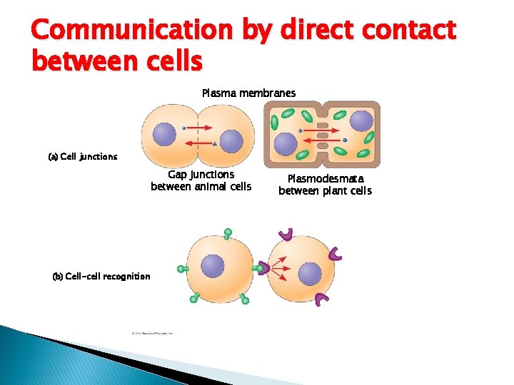 Communication by direct contact between cells Plasma membranes (a) Cell junctions Gap junctions between