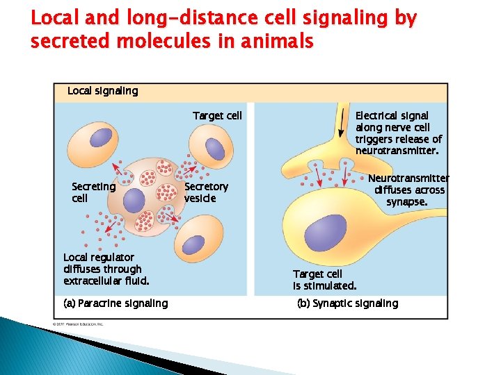 Local and long-distance cell signaling by secreted molecules in animals Local signaling Target cell