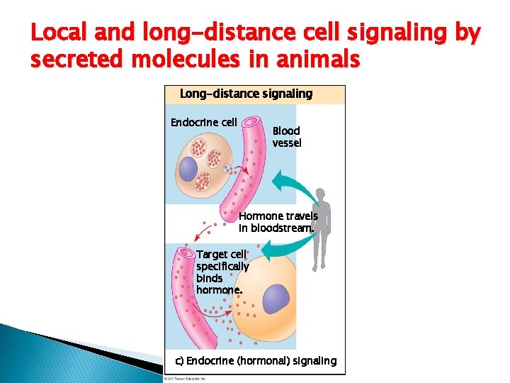 Local and long-distance cell signaling by secreted molecules in animals Long-distance signaling Endocrine cell