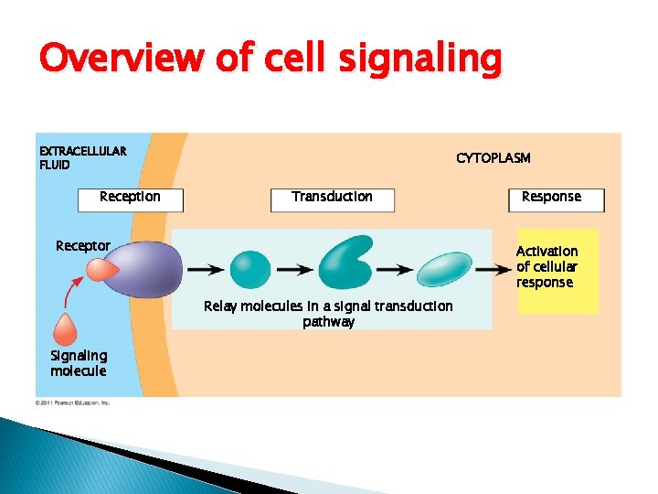 Overview of cell signaling EXTRACELLULAR FLUID Reception CYTOPLASM Transduction Receptor Activation of cellular response