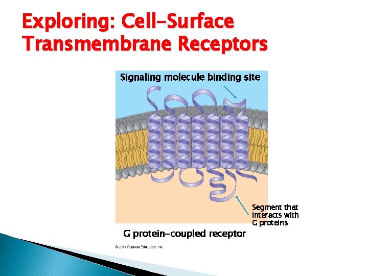 Exploring: Cell-Surface Transmembrane Receptors Signaling molecule binding site G protein-coupled receptor Segment that interacts