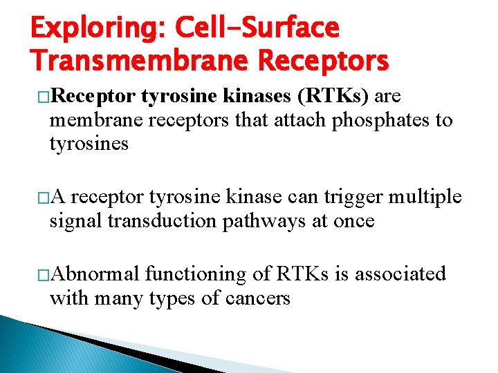 Exploring: Cell-Surface Transmembrane Receptors �Receptor tyrosine kinases (RTKs) are membrane receptors that attach phosphates