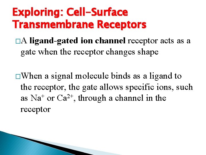 Exploring: Cell-Surface Transmembrane Receptors �A ligand-gated ion channel receptor acts as a gate when