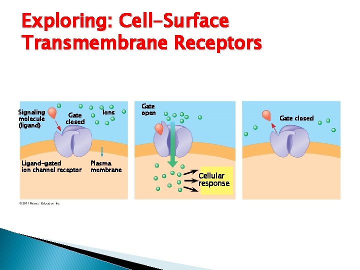 Exploring: Cell-Surface Transmembrane Receptors Signaling molecule (ligand) Gate closed Ligand-gated ion channel receptor Ions