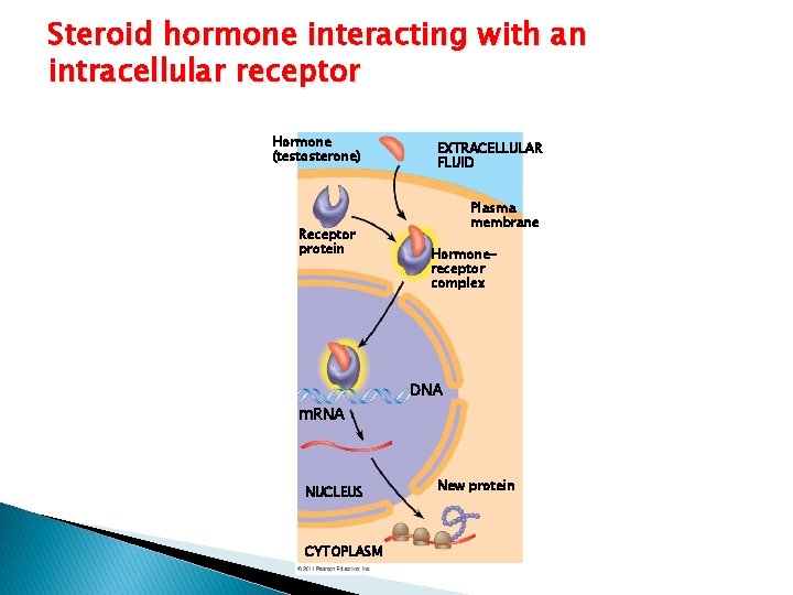 Steroid hormone interacting with an intracellular receptor Hormone (testosterone) Receptor protein EXTRACELLULAR FLUID Plasma