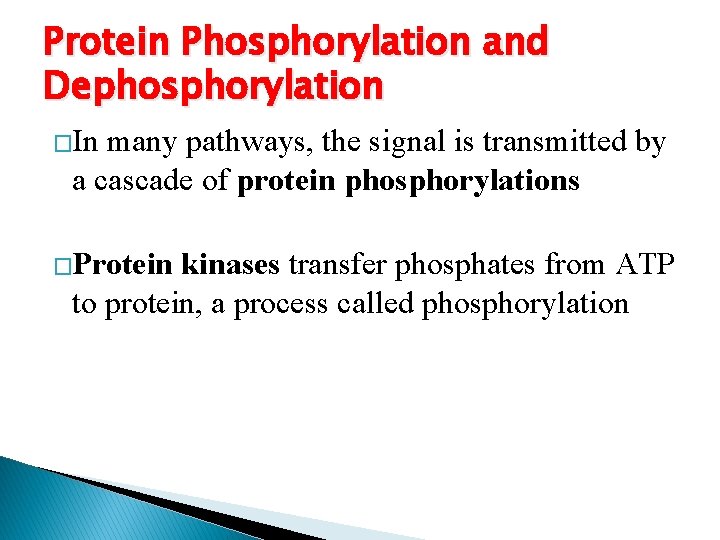 Protein Phosphorylation and Dephosphorylation �In many pathways, the signal is transmitted by a cascade